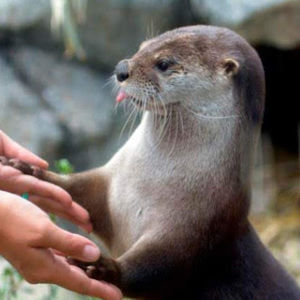 Meet your Posher, Faithe